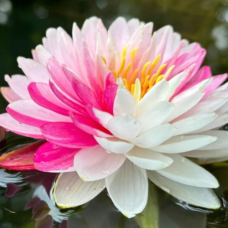 πThe Sacred Bonsai Bowl Lotus Flower Seeds