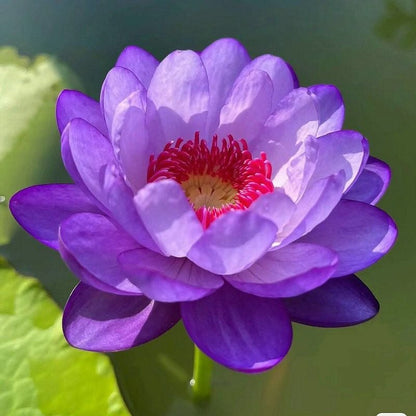 💐The Sacred Bonsai Bowl Lotus Flower Seeds
